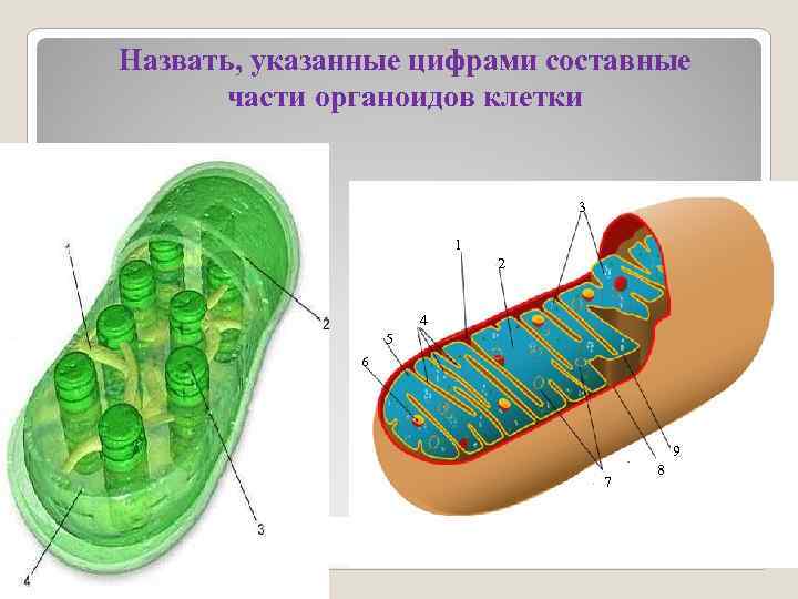 Под какой цифрой на рисунке изображен органоид содержащий клеточный сок ответ 5 класс