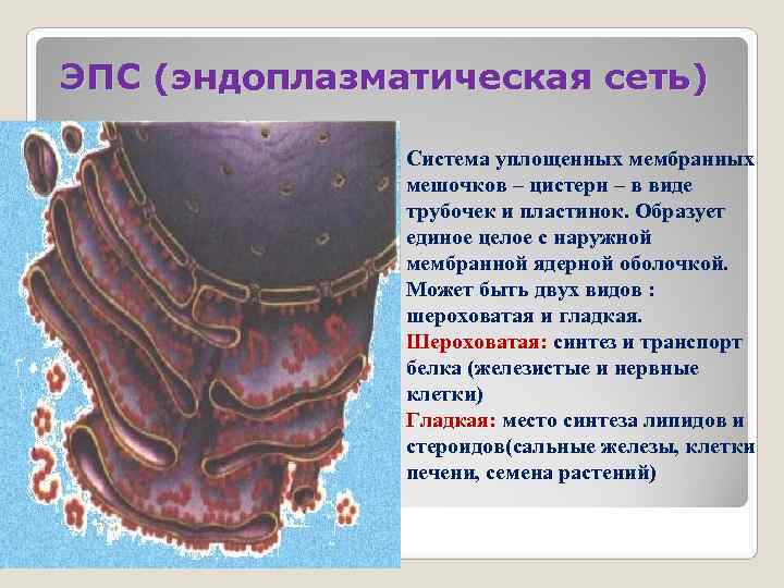 ЭПС (эндоплазматическая сеть)   Система уплощенных мембранных    мешочков – цистерн
