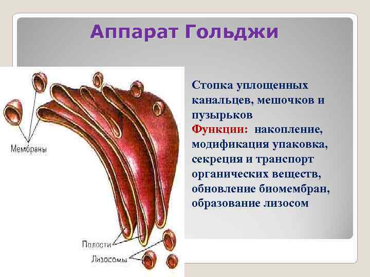 Аппарат Гольджи   Стопка уплощенных   канальцев, мешочков и   пузырьков