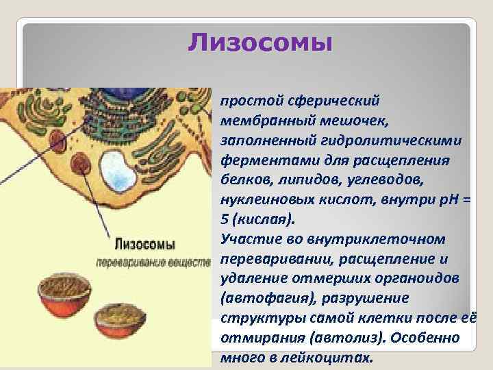 Лизосомы  простой сферический мембранный мешочек,  заполненный гидролитическими ферментами для расщепления белков, липидов,