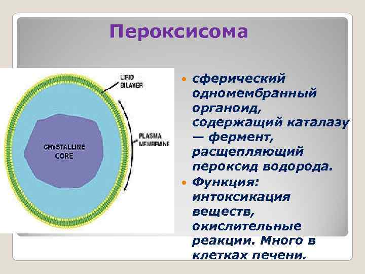 Пероксисома   сферический  одномембранный  органоид,   содержащий каталазу  —