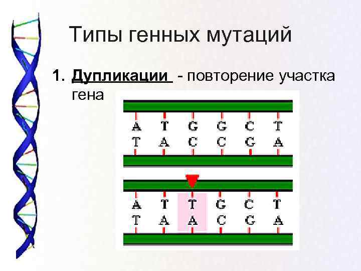  Типы генных мутаций 1. Дупликации - повторение участка гена 