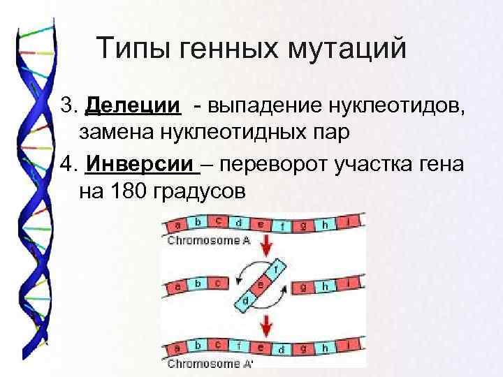   Типы генных мутаций 3. Делеции - выпадение нуклеотидов, замена нуклеотидных пар 4.