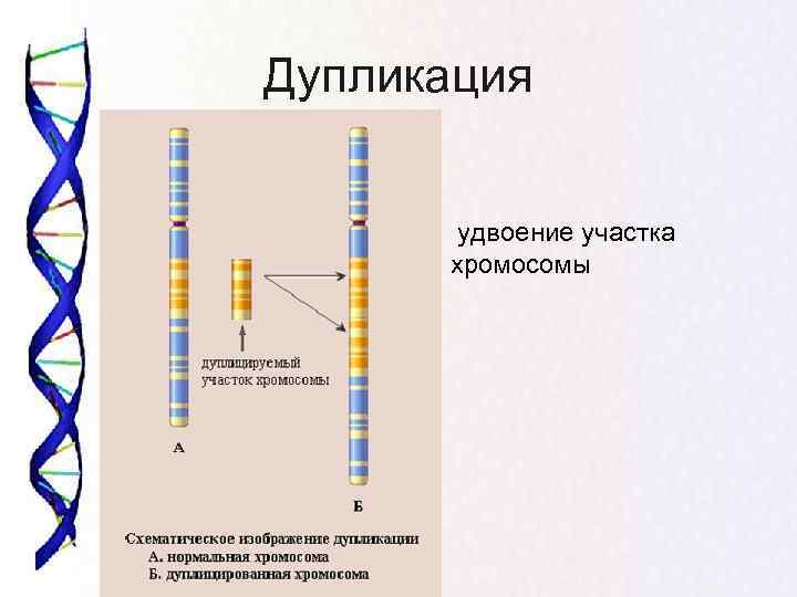 Дупликация  удвоение участка   хромосомы 