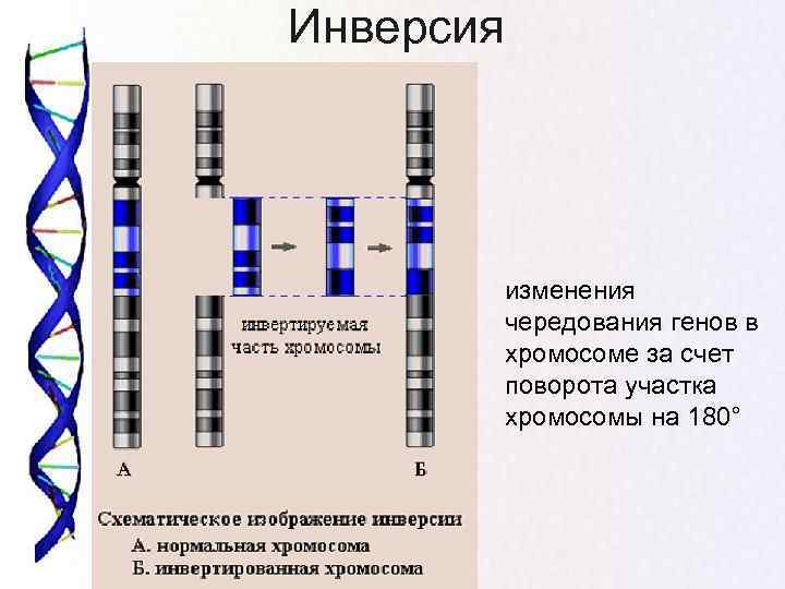 Инверсия   изменения   чередования генов в   хромосоме за счет