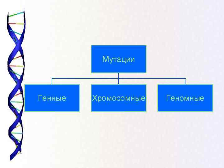   Мутации Генные  Хромосомные  Геномные 