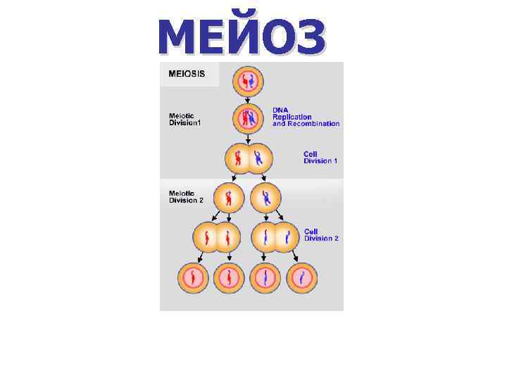 МЕЙОЗ 