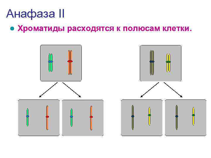 Анафаза II l  Хроматиды расходятся к полюсам клетки. 
