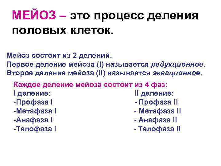  МЕЙОЗ – это процесс деления половых клеток. Мейоз состоит из 2 делений. Первое