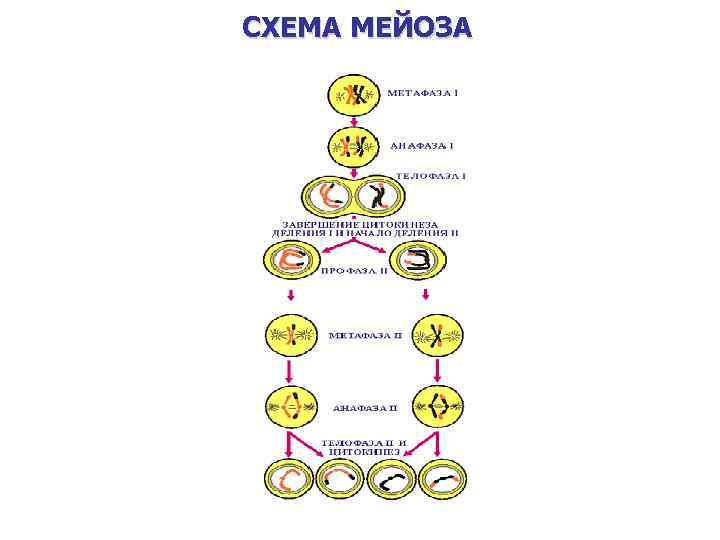 СХЕМА МЕЙОЗА 