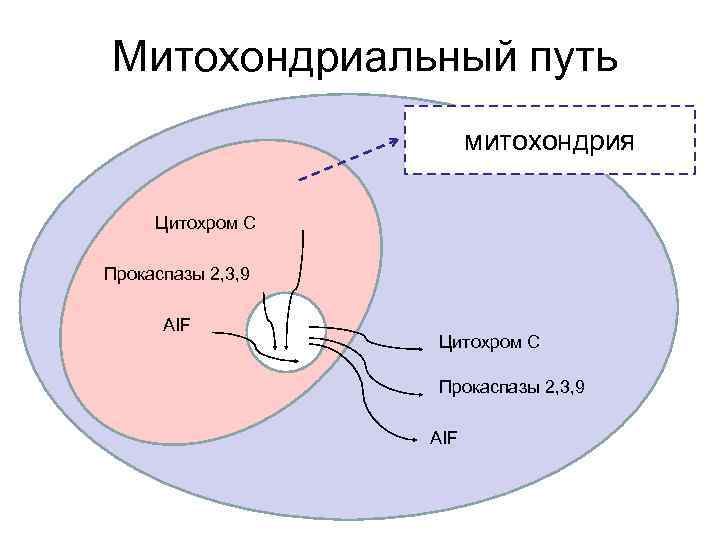Митохондриальный путь митохондрия Цитохром С Прокаспазы 2, 3, 9 Митохондриальный путь митохондрия Цитохром С Прокаспазы 2, 3, 9