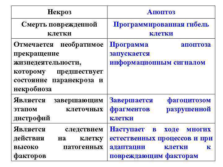 Некроз Апоптоз Смерть поврежденной Программированная гибель Некроз Апоптоз Смерть поврежденной Программированная гибель