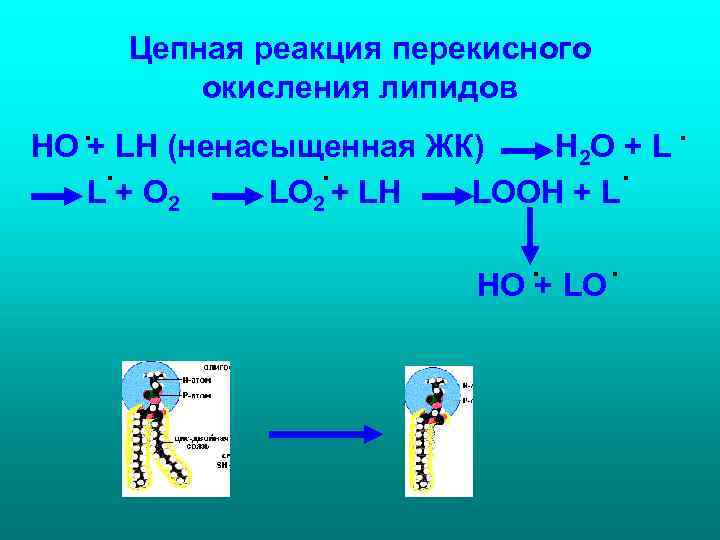 Цепная реакция перекисного окисления липидов . Цепная реакция перекисного окисления липидов .