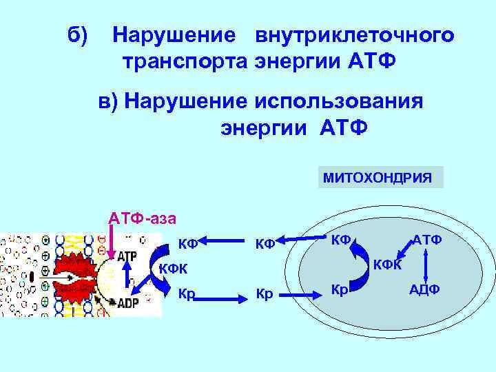 б) Нарушение внутриклеточного транспорта энергии АТФ в) Нарушение использования б) Нарушение внутриклеточного транспорта энергии АТФ в) Нарушение использования