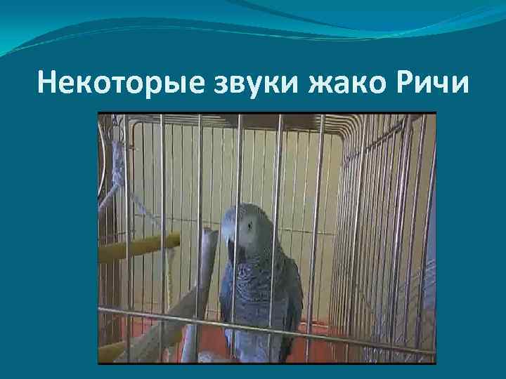 Некоторые звуки жако Ричи 