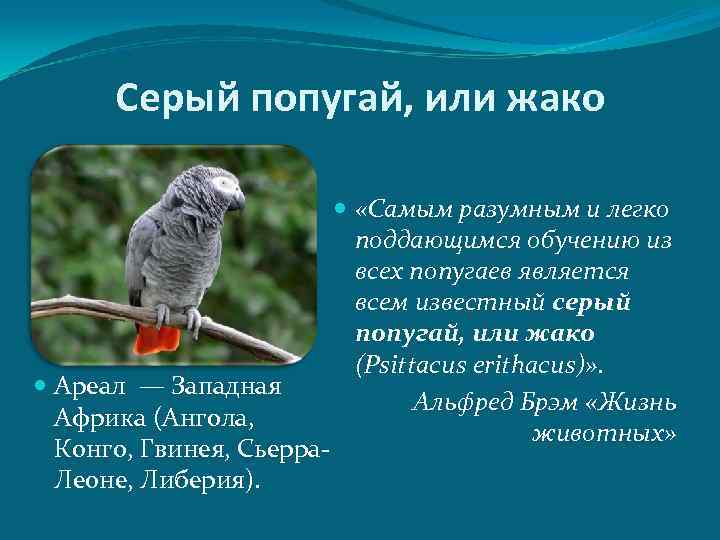  Серый попугай, или жако      «Самым разумным и легко