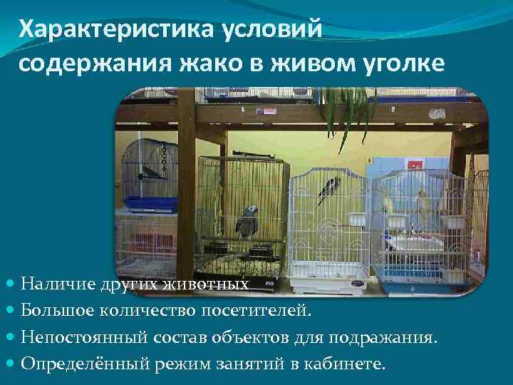  Характеристика условий  содержания жако в живом уголке  Наличие других животных 