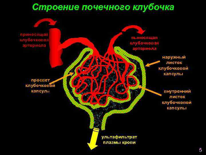 Почечный клубочек