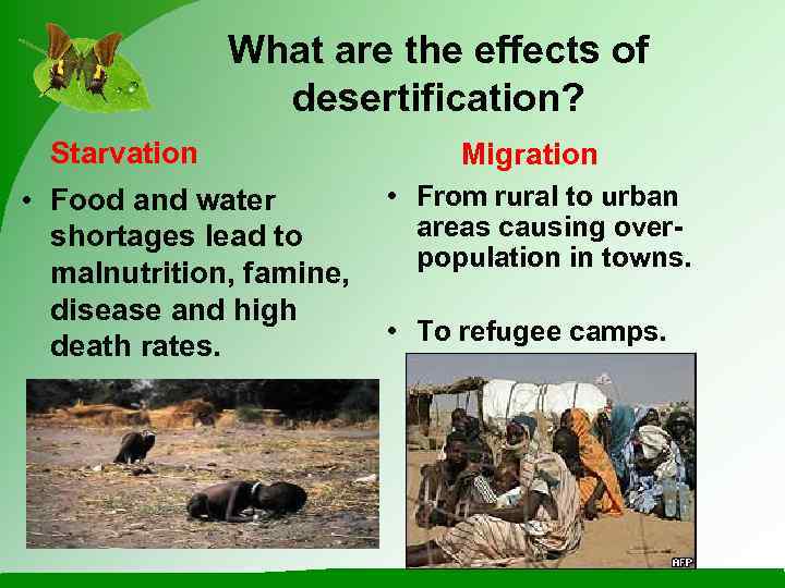     What are the effects of   desertification?  Starvation