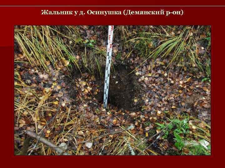 Жальник у д. Осинушка (Демянский р-он) 