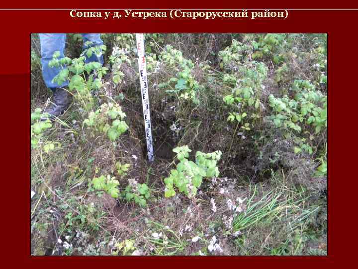 Сопка у д. Устрека (Старорусский район) 