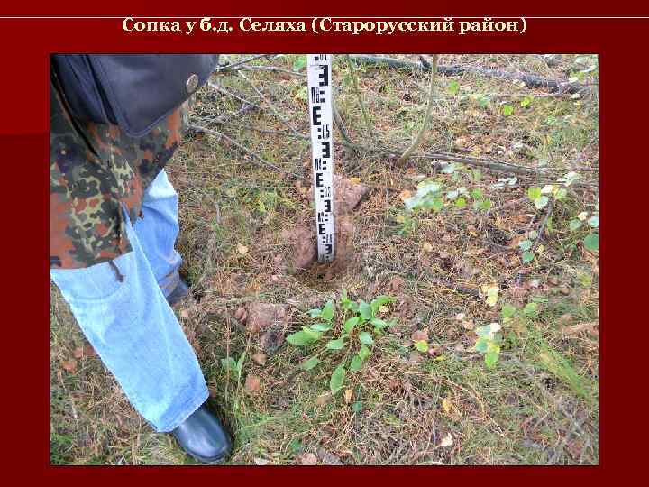 Сопка у б. д. Селяха (Старорусский район) 