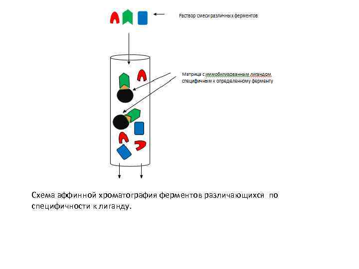 Схема аффинной хроматография ферментов различающихся по специфичности к лиганду. 