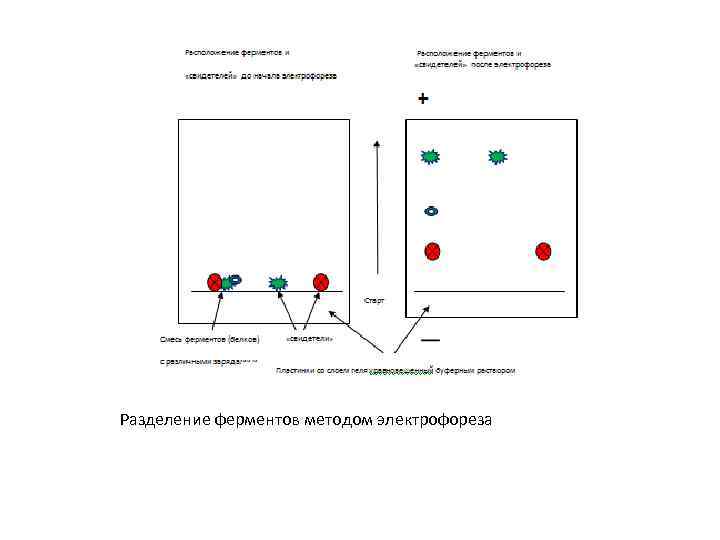 Разделение ферментов методом электрофореза 