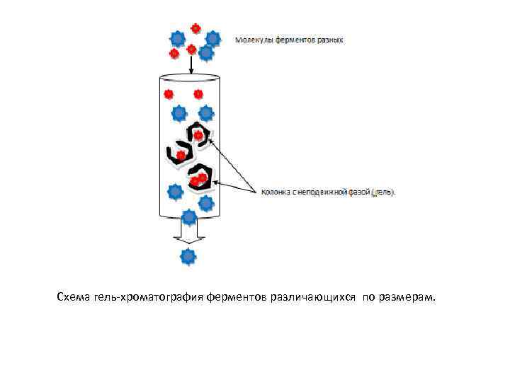 Схема гель-хроматография ферментов различающихся по размерам. 