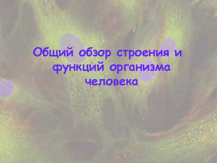 Общий обзор строения и  функций организма  человека 