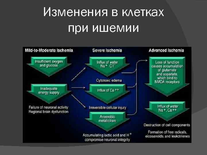 Изменения в клетках  при ишемии 