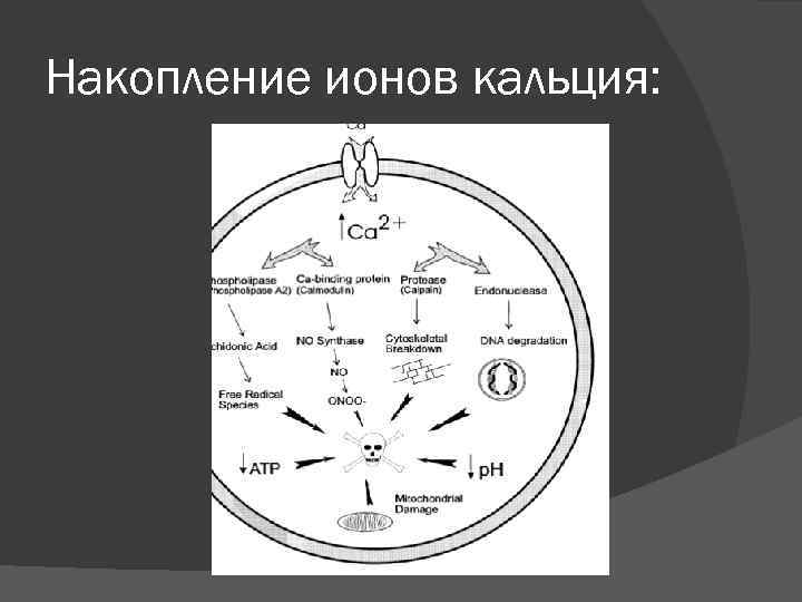Накопление ионов кальция: 