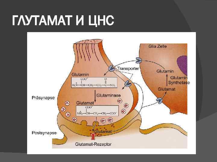 ГЛУТАМАТ И ЦНС 