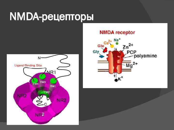 NMDA-рецепторы   2 