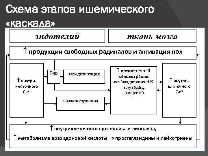 Схема этапов ишемического «каскада»  эндотелий     ткань мозга  продукции