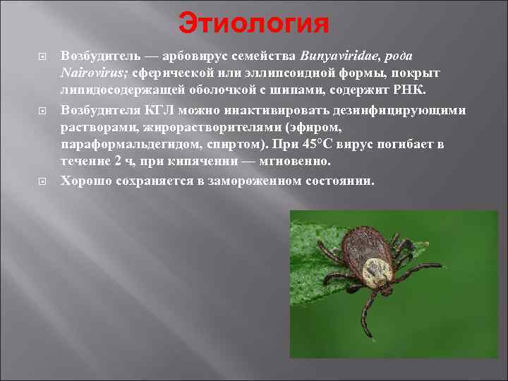 Этиология Возбудитель — арбовирус семейства Bunyaviridae, рода Nairovirus; сферической или Этиология Возбудитель — арбовирус семейства Bunyaviridae, рода Nairovirus; сферической или