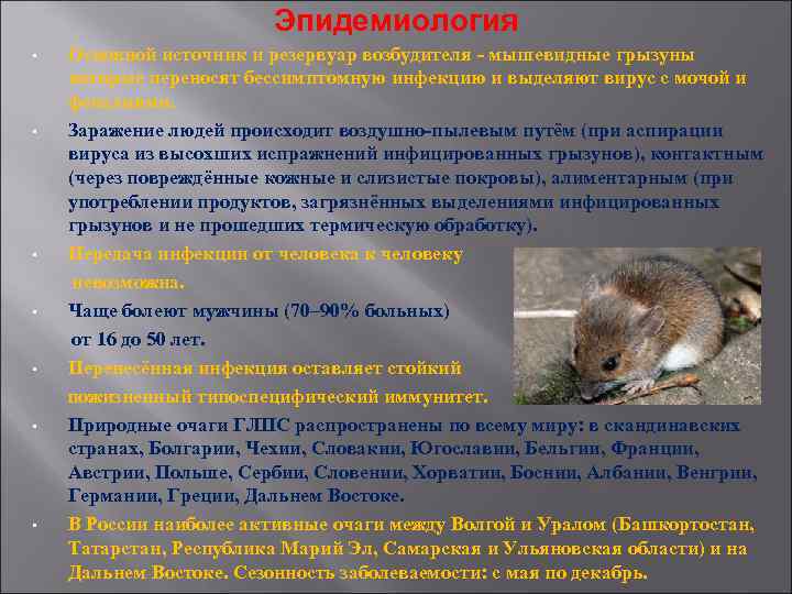 Эпидемиология • Основной источник и резервуар возбудителя - мышевидные Эпидемиология • Основной источник и резервуар возбудителя - мышевидные