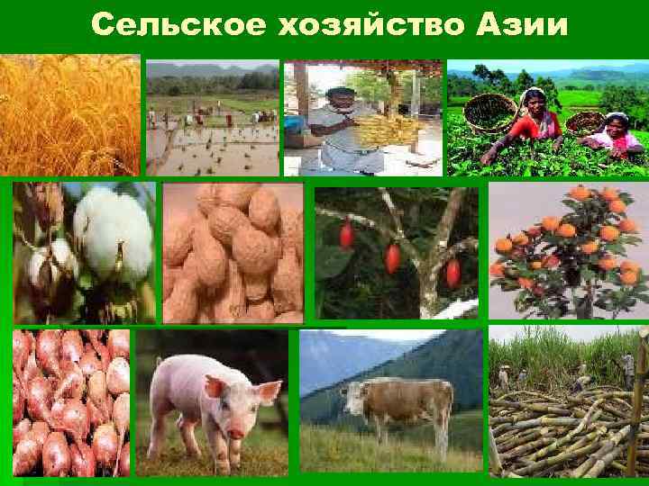 Сельское хозяйство Азии 