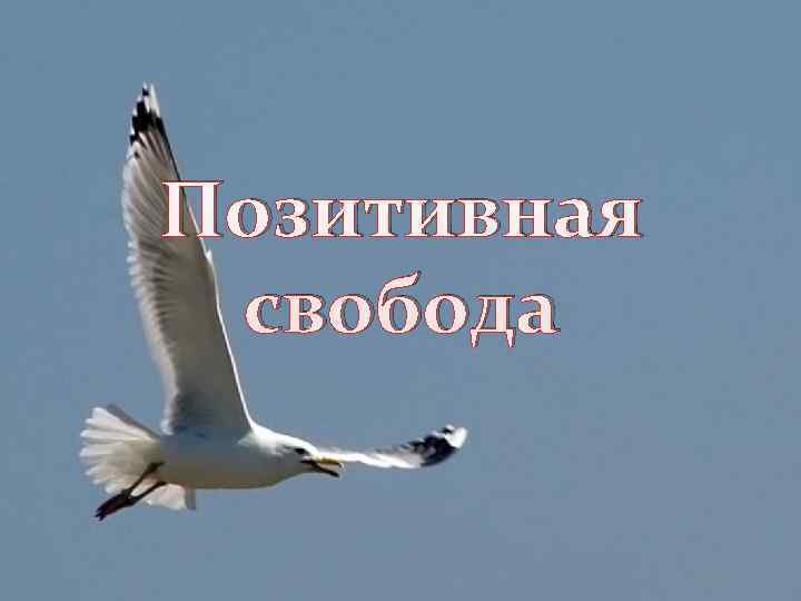 Позитивная свобода 
