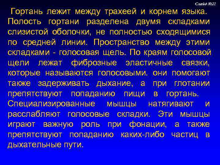      Слайд № 21  Гортань лежит между трахеей и