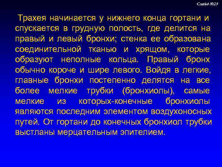      Слайд № 23   Трахея начинается у нижнего