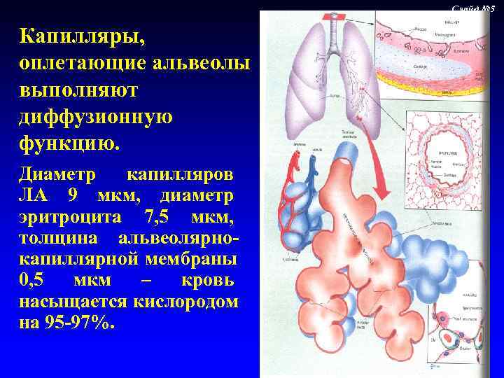 Кровь насыщается кислородом в легких. Капилляры альвеол. Альвеола и легочные капилляры. Альвеолы и капилляры в легких. Альвеолы это лёгочные пузырьки.