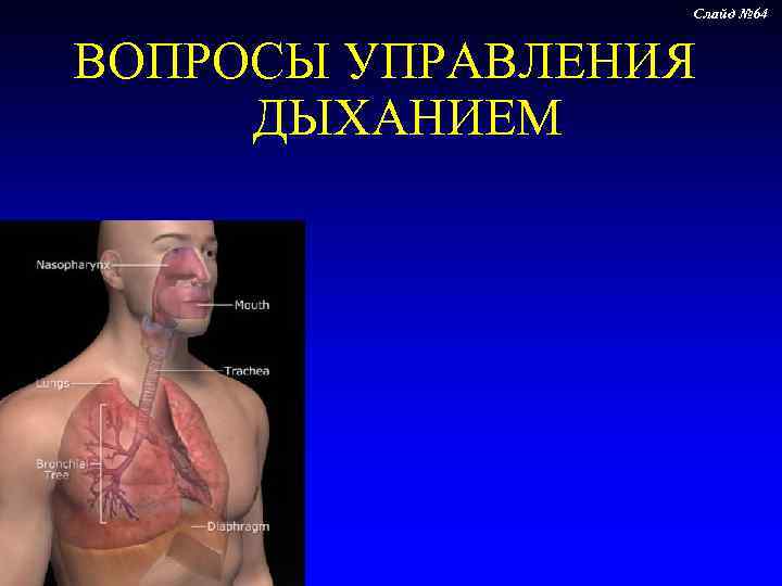    Слайд № 64  ВОПРОСЫ УПРАВЛЕНИЯ  ДЫХАНИЕМ 