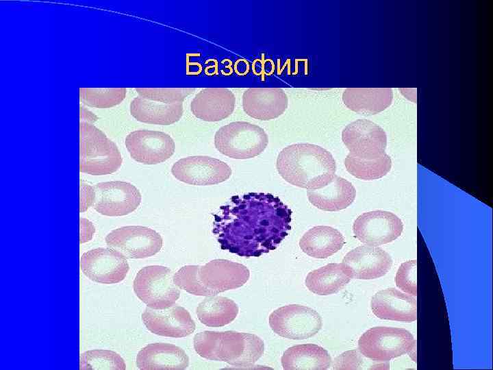 Базофил Базофил