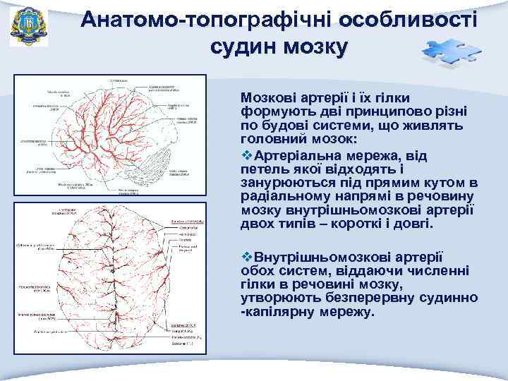 Анатомо-топографічні особливості судин мозку Мозкові артерії і їх гілки формують дві принципово різні по