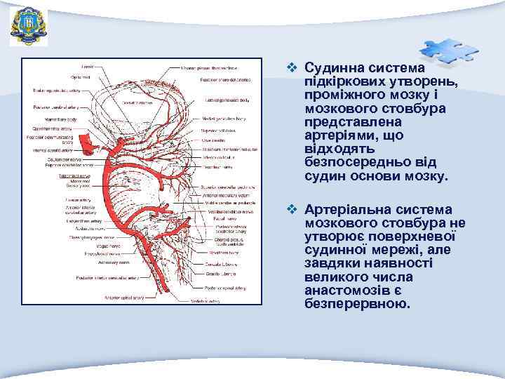 v Судинна система підкіркових утворень, проміжного мозку і мозкового стовбура представлена артеріями, що відходять