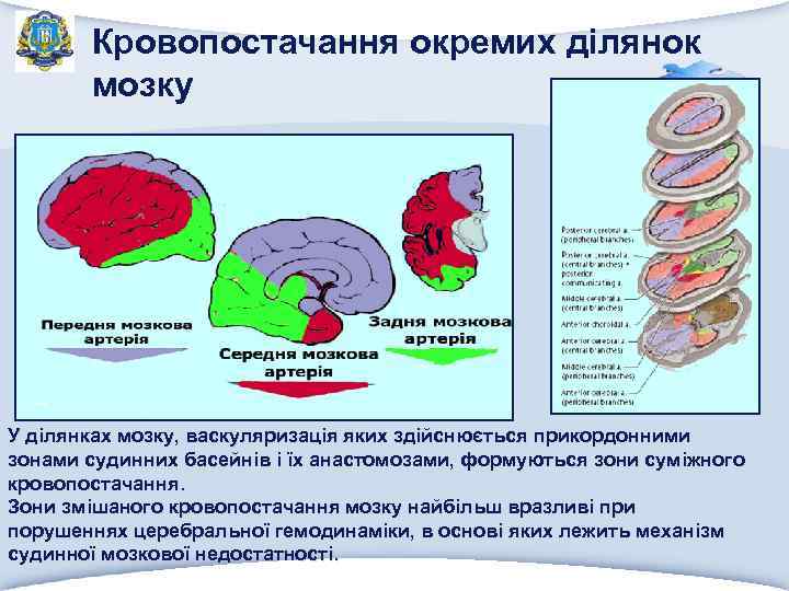 Кровопостачання окремих ділянок мозку У ділянках мозку, васкуляризація яких здійснюється прикордонними зонами судинних басейнів