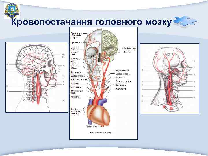Кровопостачання головного мозку 