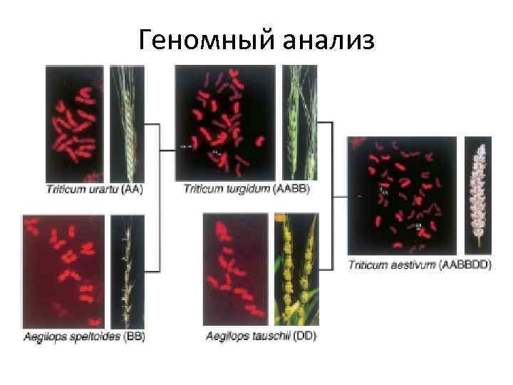 Геномный анализ 