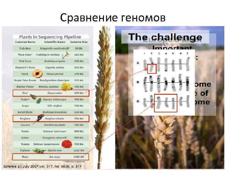 Сравнение геномов   С 